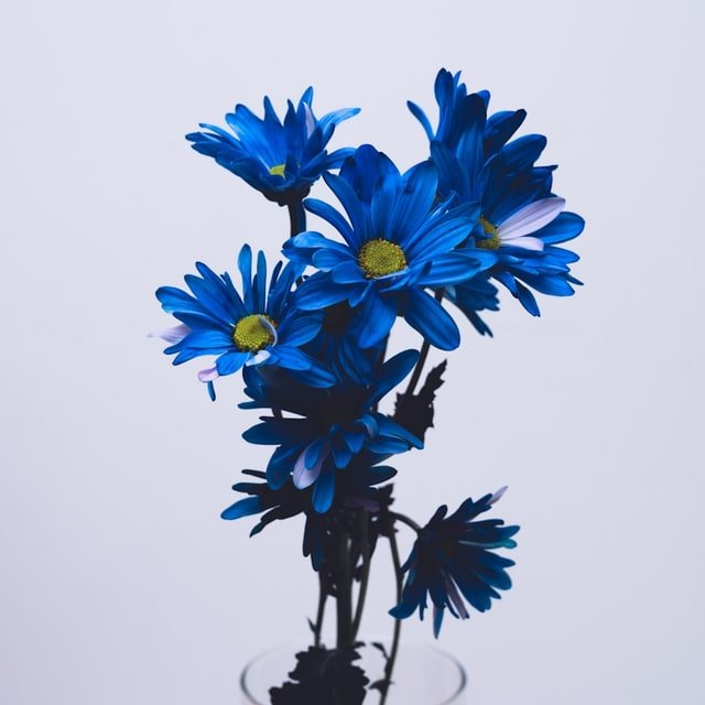 Calendula Pacific Beauty Seed