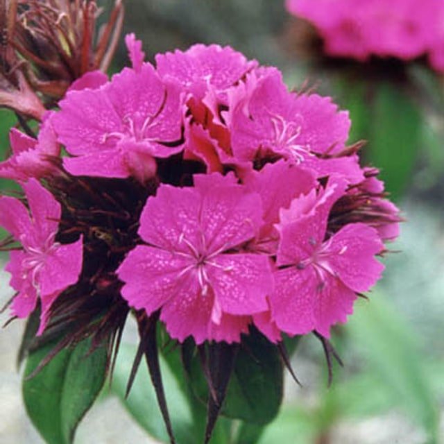 Sweet William Dianthus Seed