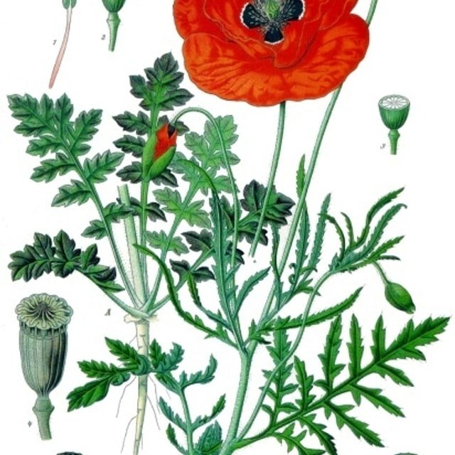 Corn Poppy Shirley Seed