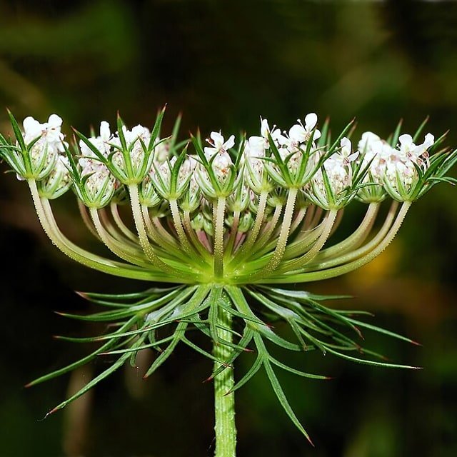 Queen Anne Lace Seed
