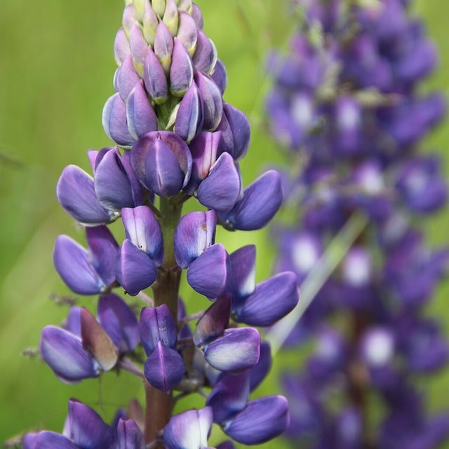 Crimson Clover Seed
