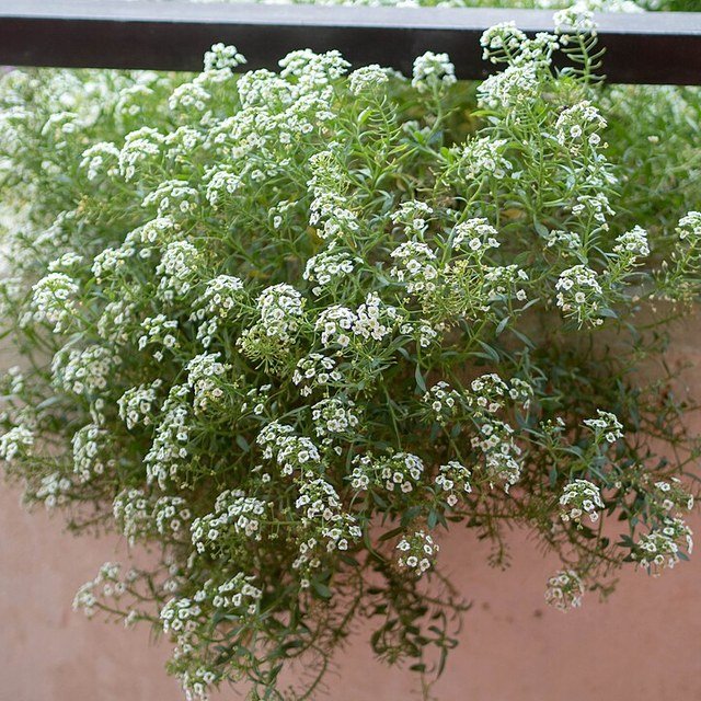 White Dutch Clover Seed