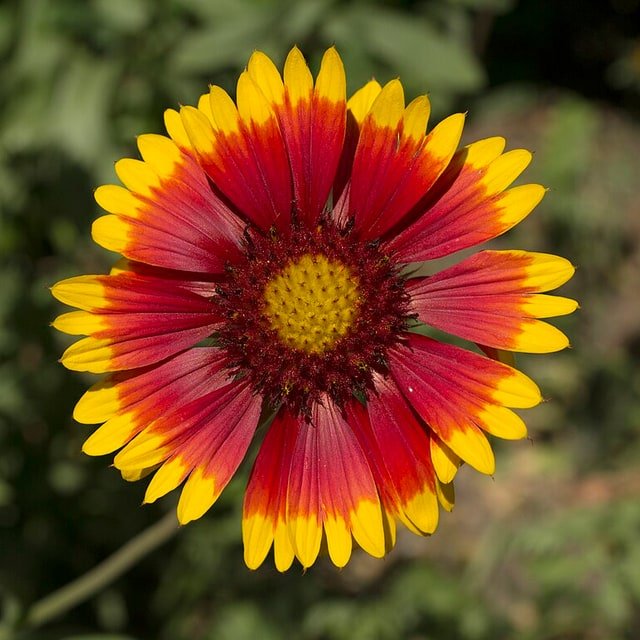 Indian Blanket Gaillardia Seed