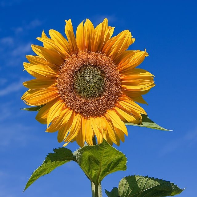 Cut Flower Garden