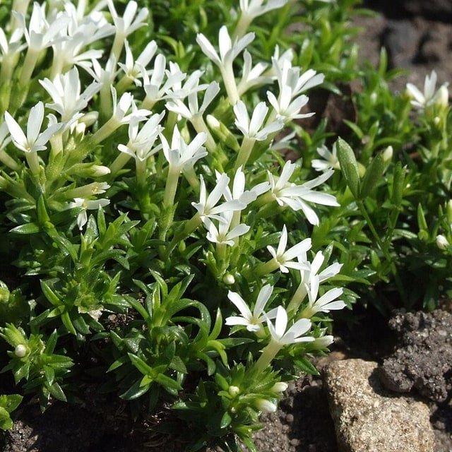 Phlox Drummond Seed