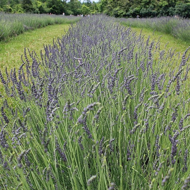 Lavender Munstead Seed