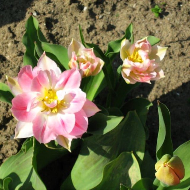 Primrose English Seed