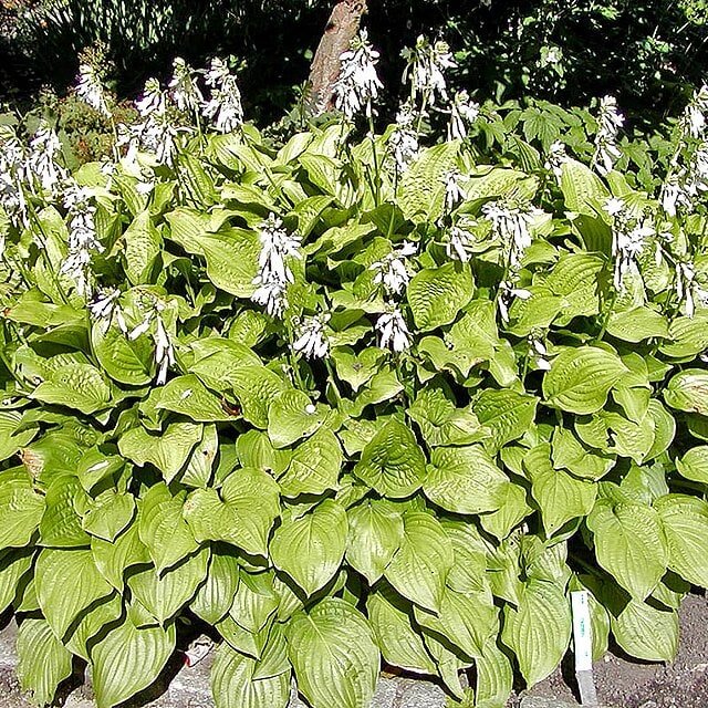 Hosta Mix Seed
