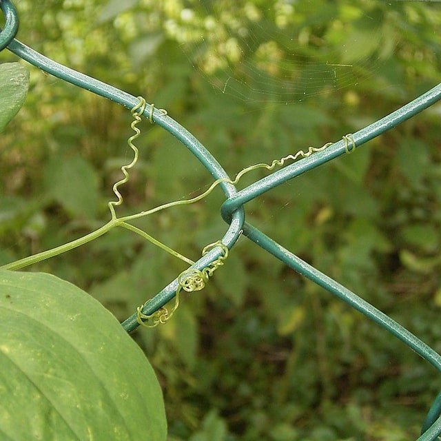 Sweet Pea Everlasting Seed