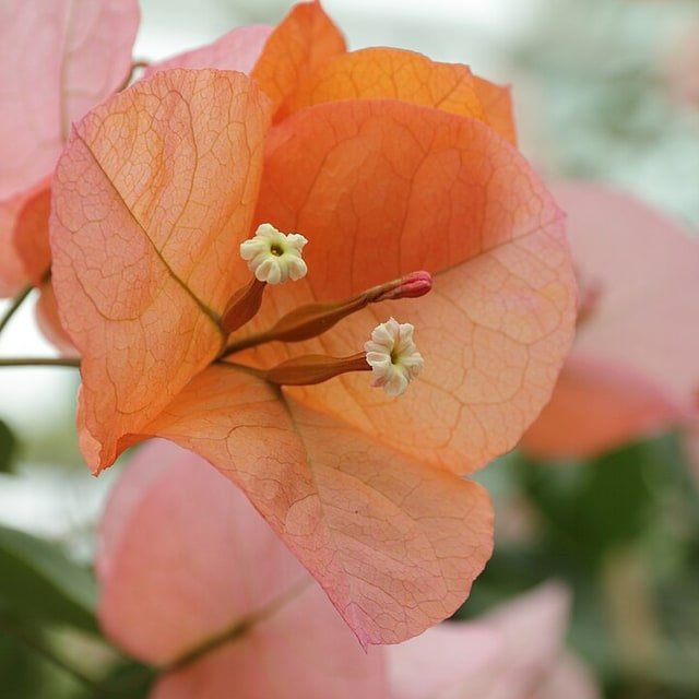 Clematis Lantern Seed