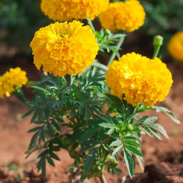 Marigold Seed