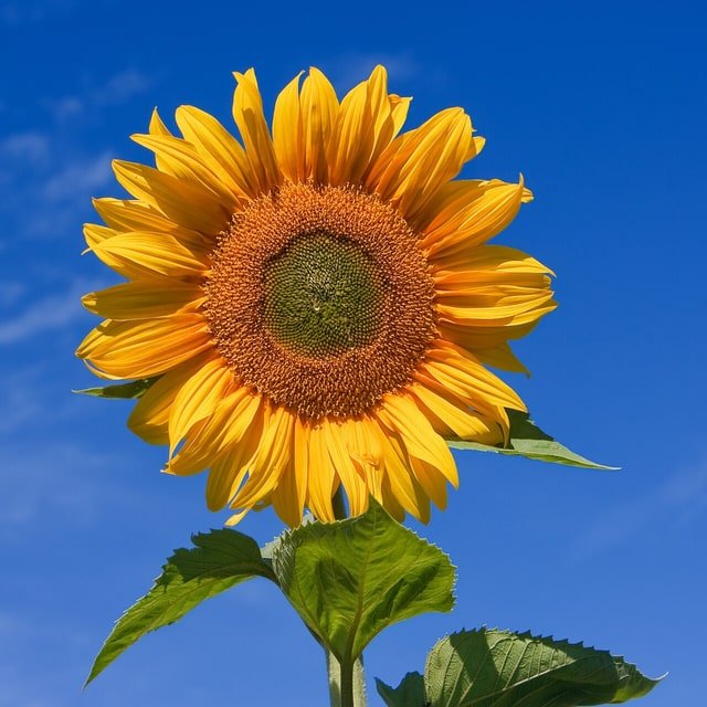 Sunflower Ornamental Seed