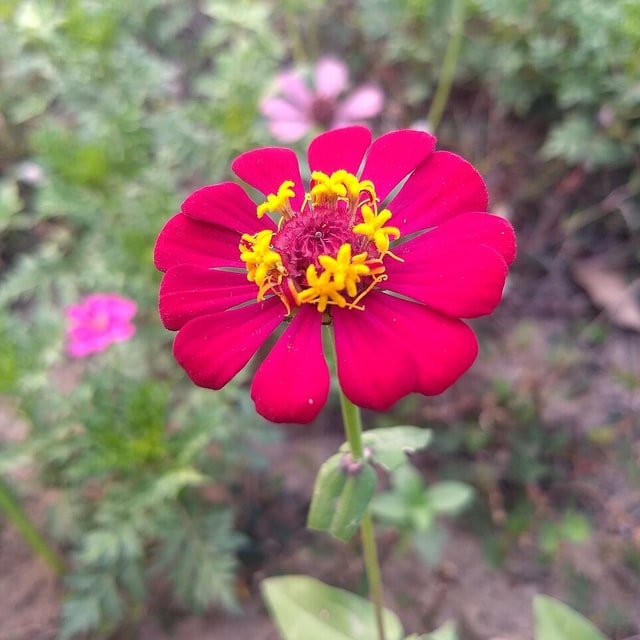 Zinnia Seed