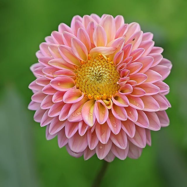 Dahlia Seed