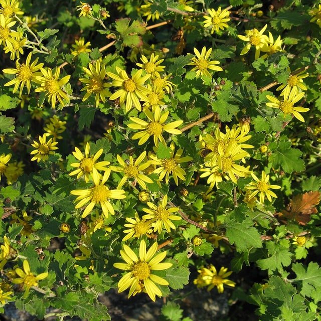 Chrysanthemum Seed