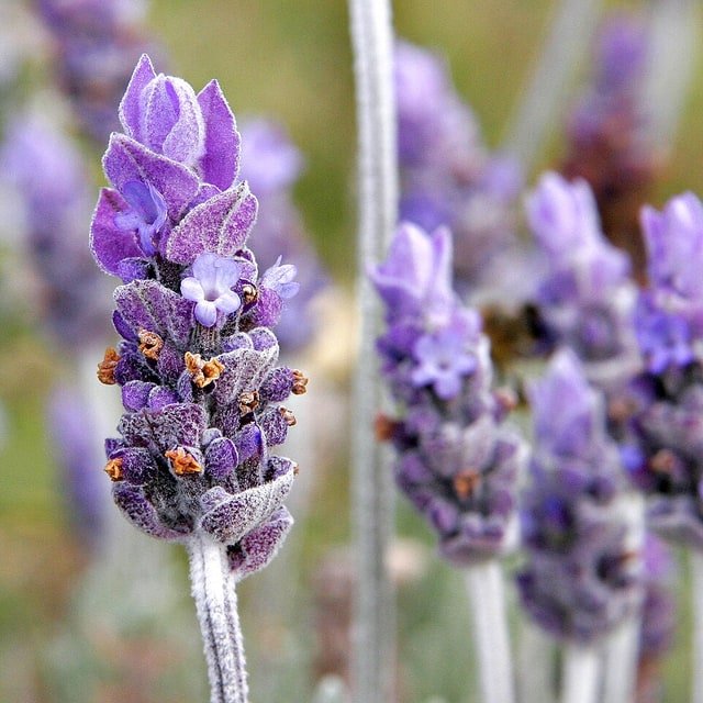Lavender Seed