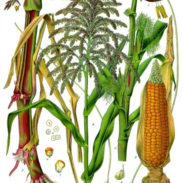 Maize Fodder Seed