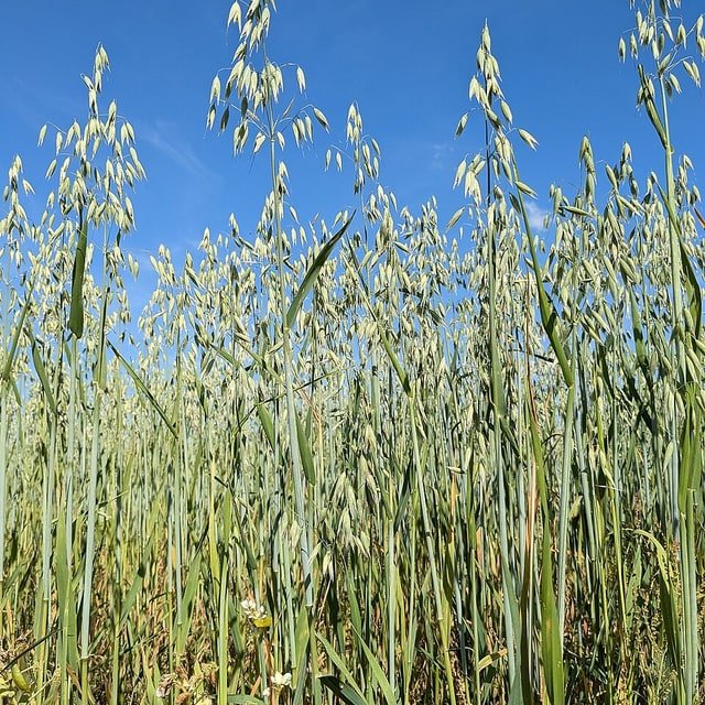 Oat Fodder Seed