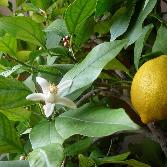 Lemon Seed