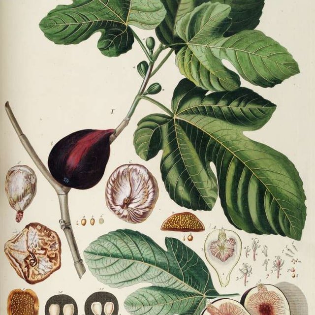 Fig Seed