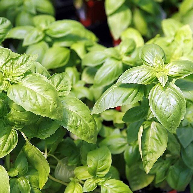 Tulsi/Basil Seed