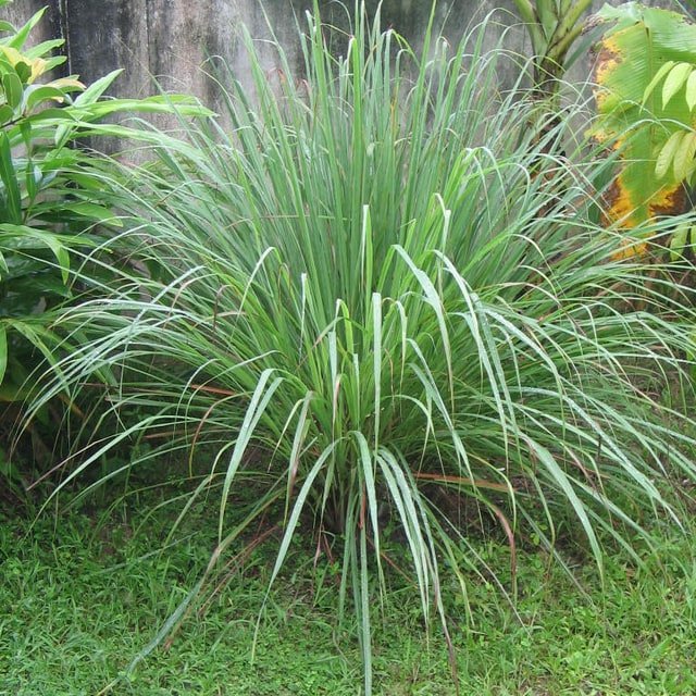 Lemongrass Seed