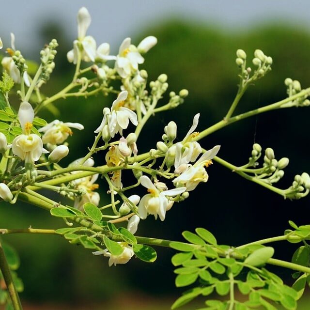 Moringa Seed
