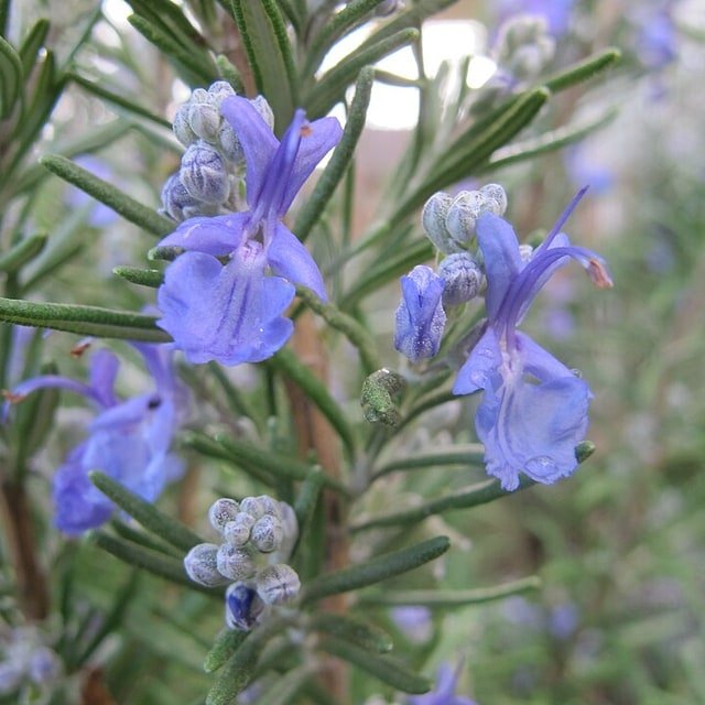 Rosemary Seed