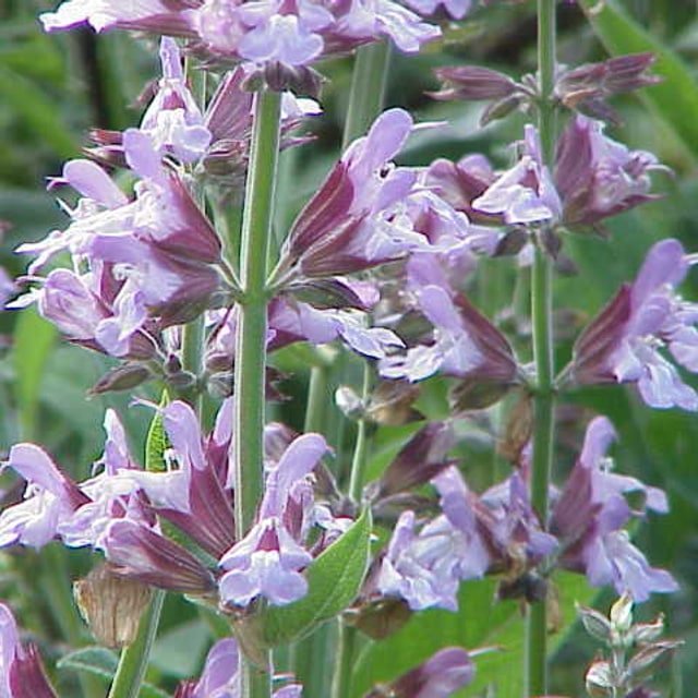 Sage Seed