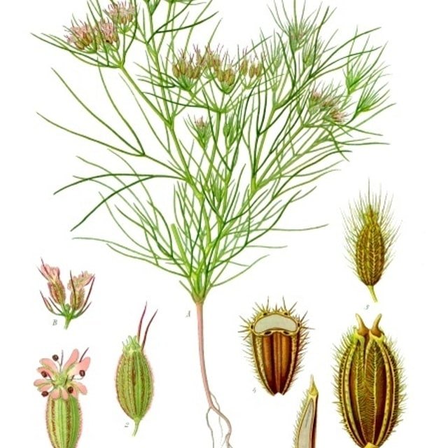 Cumin Seed for sowing