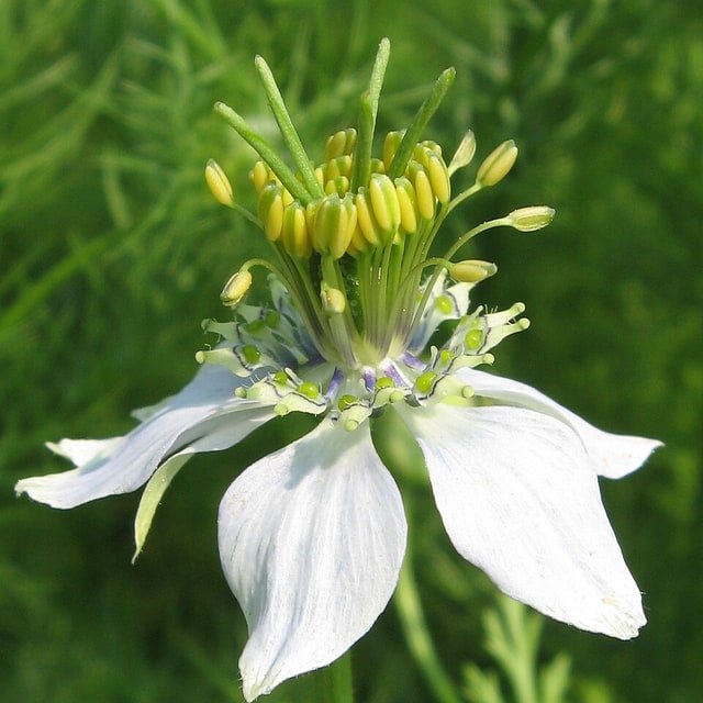 Black Cumin/Kalonji Seed for sowing