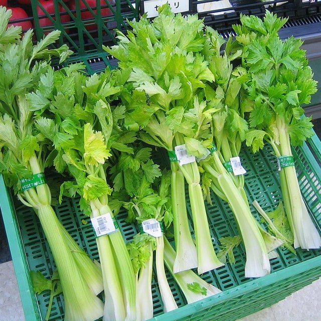 Celery Seed for sowing