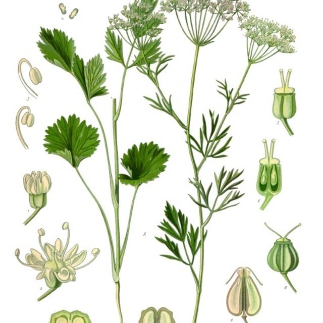 Anise Seed for sowing