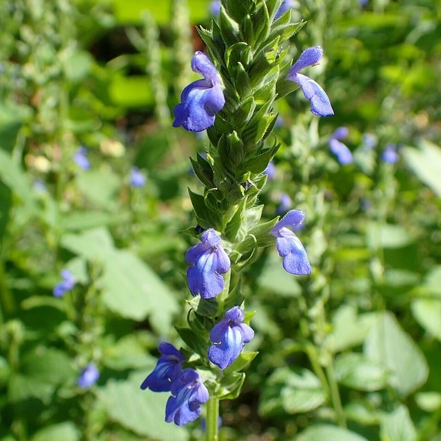 Chia Seed for sowing