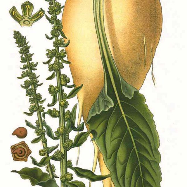 Sugar Beet Seed