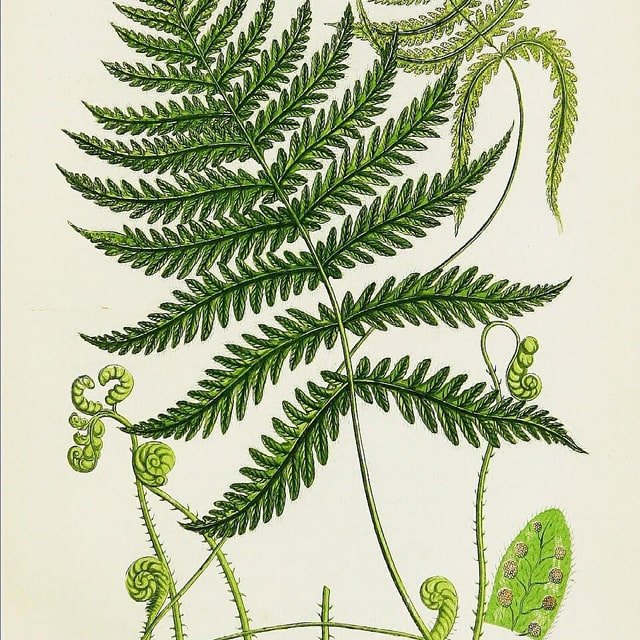 Fern Spores for propagation