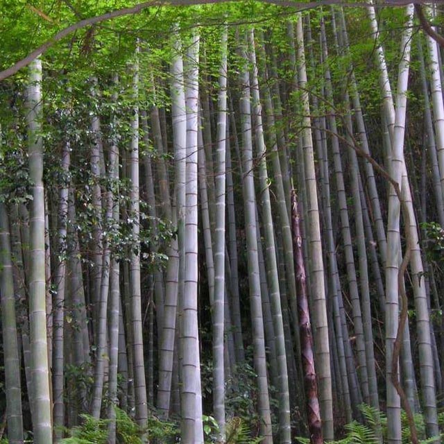 Bamboo Seed