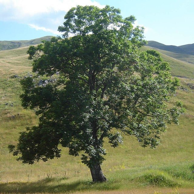 Forest Tree Seed