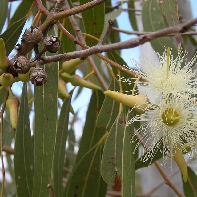 Eucalyptus Seed