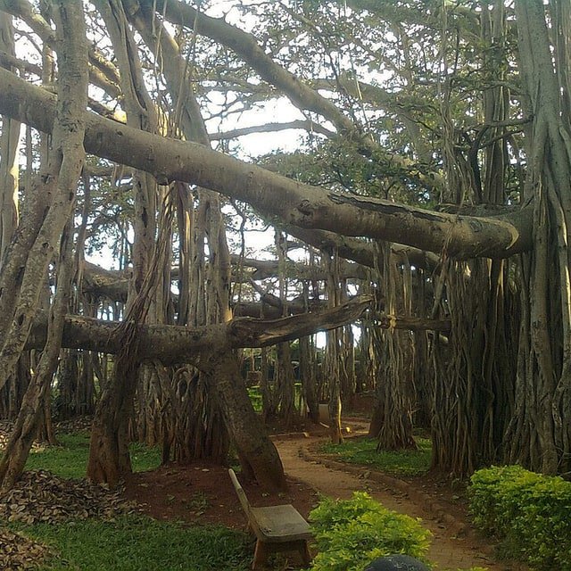 Banyan Seed
