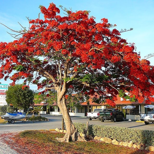 Gulmohar Seed