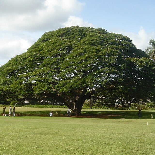 Rain Tree Seed