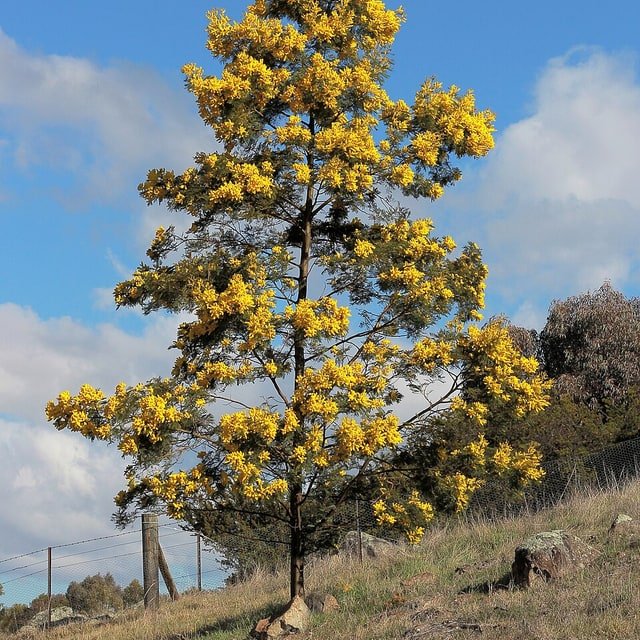 Acacia Seed
