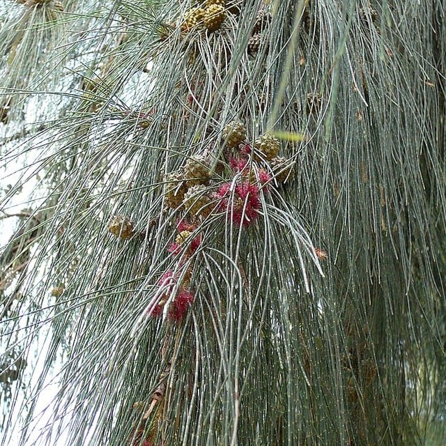 Casuarina Seed