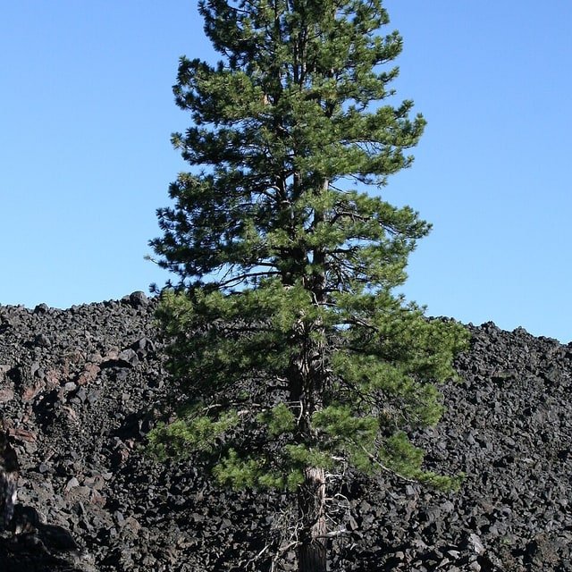 Pine Seed