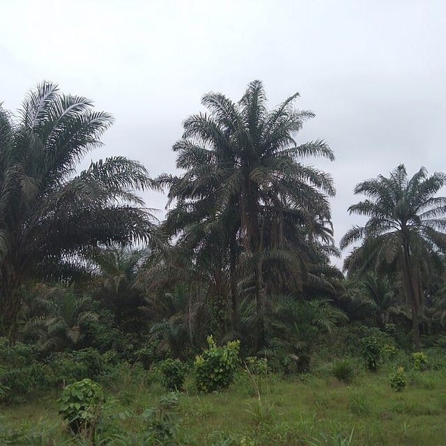 Ornamental Palm Seed