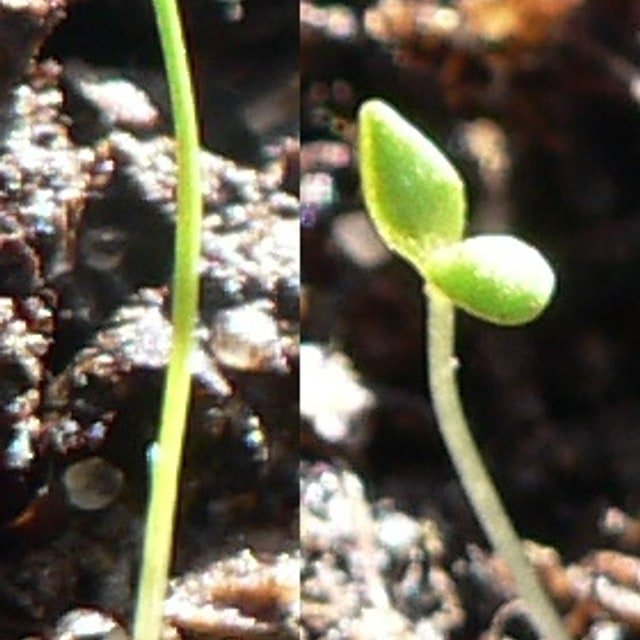 Nursery Mixed Seeds