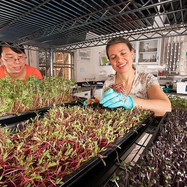 Microgreen Seeds for sowing