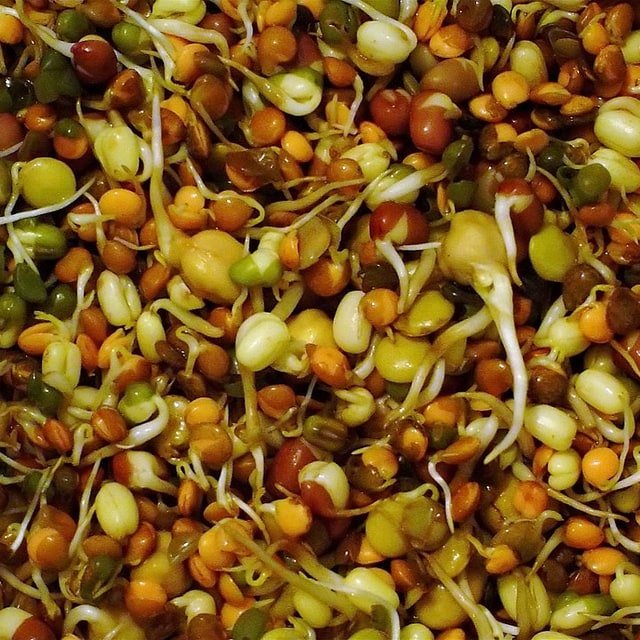 Sprout Seeds for sowing only