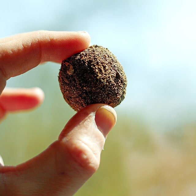 Seed Balls for planting